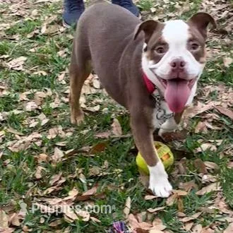 Barkley – English Bulldog puppy for sale in Orlando, FL