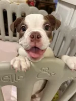 Barkley, a male English Bulldog for sale in Orlando, FL – Photo 2 of 4