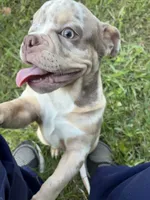 Emma, a female English Bulldog for sale in Atlanta, GA – Photo 4 of 4