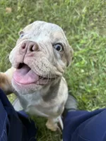 Emma, a female English Bulldog for sale in Atlanta, GA – Photo 2 of 4