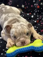 Emma, a female English Bulldog for sale in Atlanta, GA – Photo 3 of 4