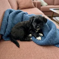 Ava, a female Shih Tzu for sale in Ruby, SC – 1 of 1
