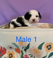 Ace, a male Maltipoo for sale in Ruby, SC – Photo 3 of 3