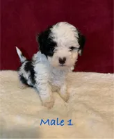 Ace, a male Maltipoo for sale in Ruby, SC – Photo 1 of 3