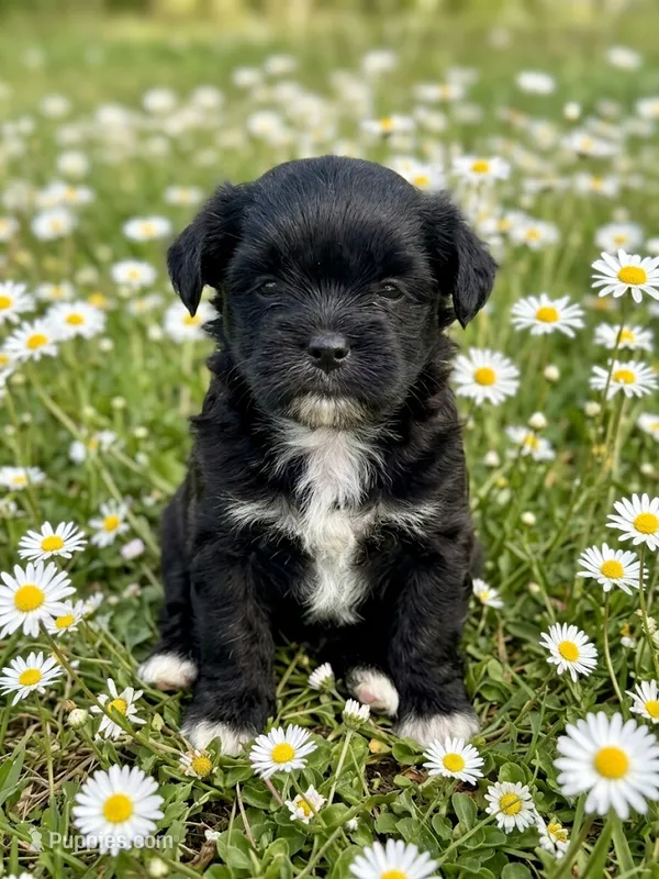 Sadie  – Shih Tzu puppy for sale in Ruby, SC