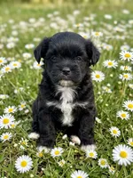Sadie , a female Shih Tzu for sale in Ruby, SC – 1 of 1