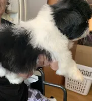 Star, a female Shih Tzu for sale in Ruby, SC – 3 of 3