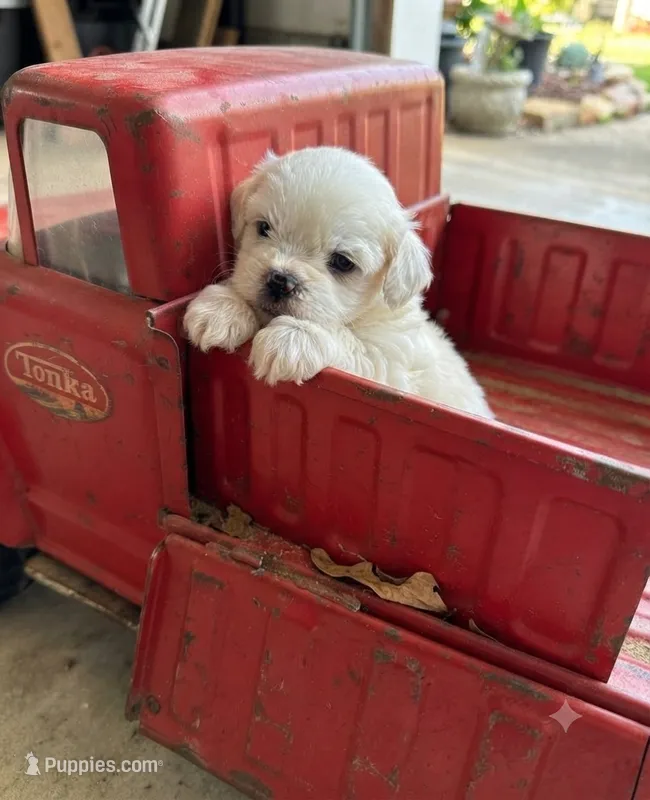 Snow  – Shih Tzu puppy for sale in Ruby, SC