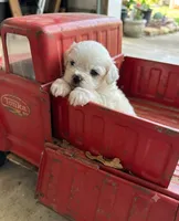 Snow , a male Shih Tzu for sale in Ruby, SC – 1 of 1