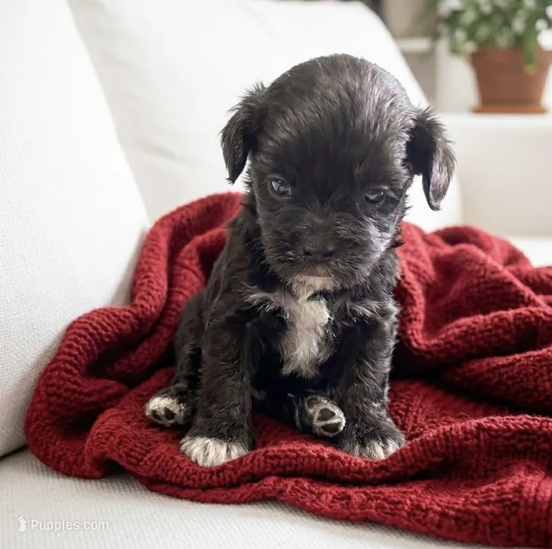 Sadie  – Shih Tzu puppy for sale in Ruby, SC
