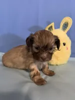 Chase, a male Shihpoo and Shih Tzu for sale in Ruby, SC – Photo 2 of 2