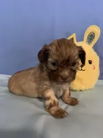 Chase, a male Shihpoo and Shih Tzu for sale in Ruby, SC – Photo 1 of 2