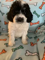 Jake , a male Cocker Spaniel and Poodle - Miniature  for sale in Ruby, SC – 2 of 2