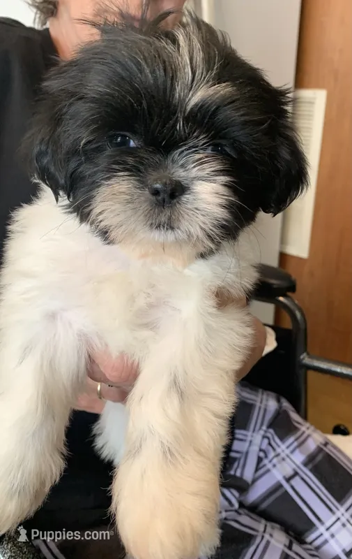 Star – Shih Tzu puppy for sale in Ruby, SC
