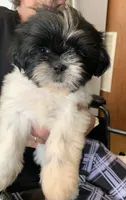 Star, a female Shih Tzu for sale in Ruby, SC – 1 of 3