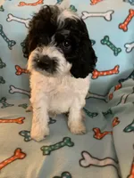 Jake , a male Cocker Spaniel and Poodle - Miniature  for sale in Ruby, SC – 1 of 2