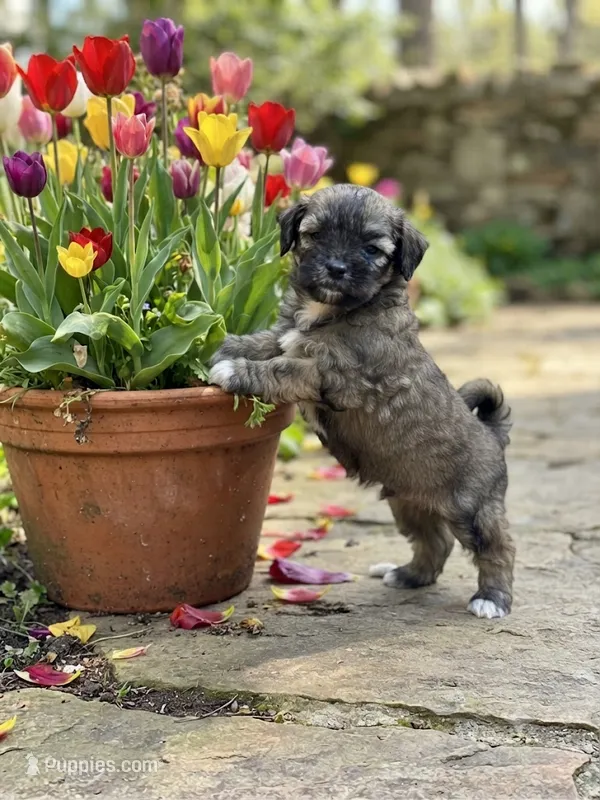 Birdie  – Shih Tzu puppy for sale in Ruby, SC