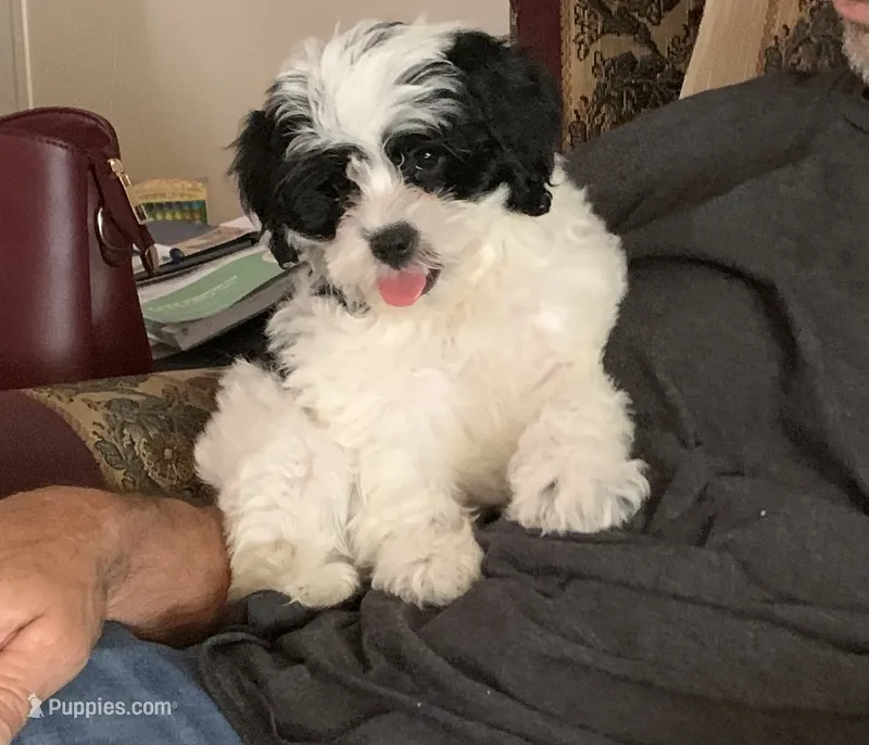 Patsy  – Shihpoo puppy for sale in Ruby, SC