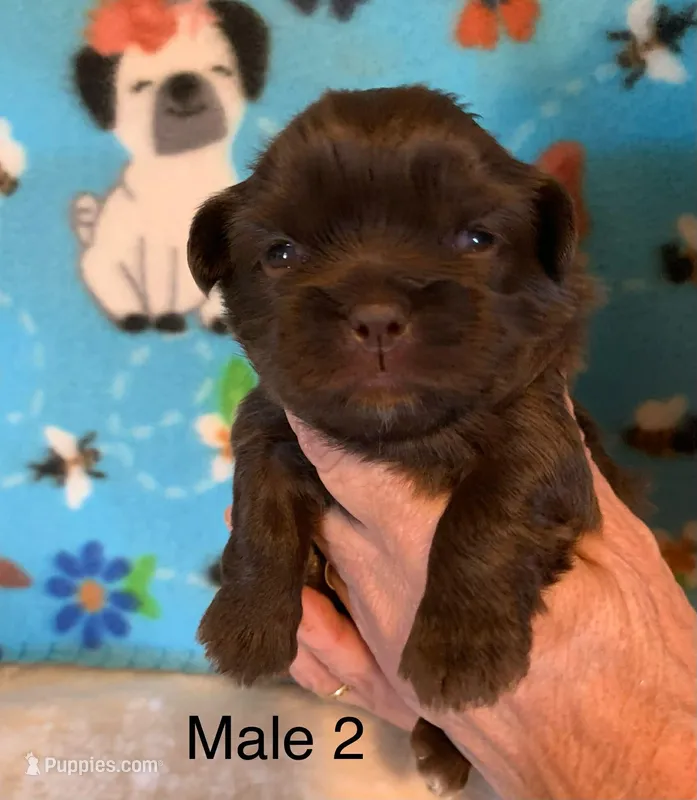 Male 2 – Shih Tzu puppy for sale in Ruby, SC