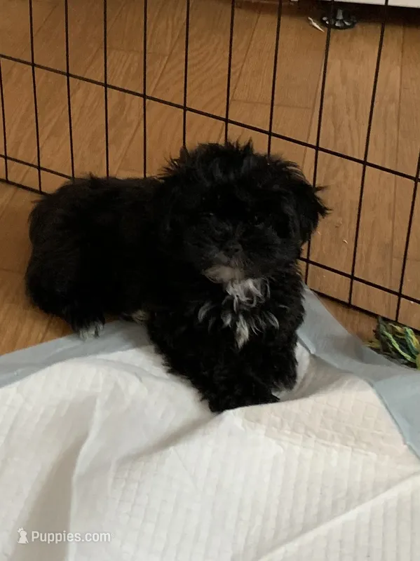 Ava – Shih Tzu puppy for sale in Ruby, SC