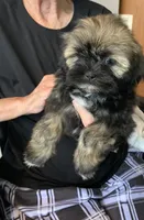 Sable , a female Shih Tzu for sale in Ruby, SC – 1 of 3