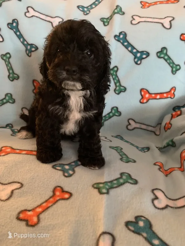 Darla  – Cocker Spaniel, Poodle - Miniature  puppy for sale in Ruby, SC