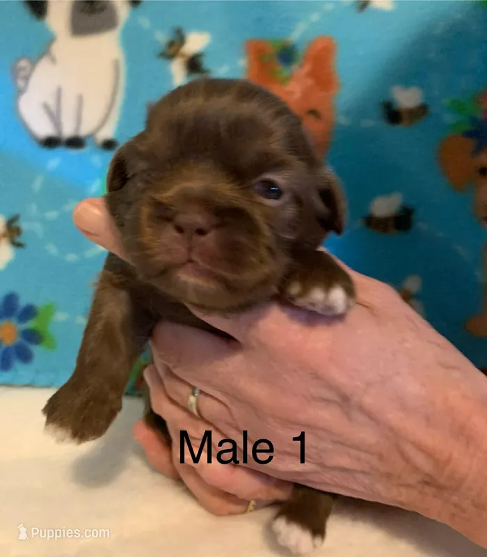 Male 1 – Shih Tzu puppy for sale in Ruby, SC