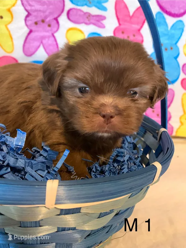 Male 1 – Shih Tzu puppy for sale in Ruby, SC