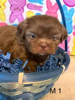 Male 1, a male Shih Tzu for sale in Ruby, SC – Photo 1 of 2