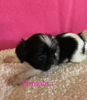 Cookie, a female Shih Tzu for sale in Ruby, SC – Photo 2 of 2