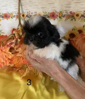 Cookie, a female Shih Tzu for sale in Ruby, SC – Photo 1 of 2