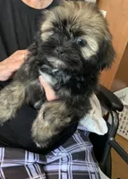 Sable , a female Shih Tzu for sale in Ruby, SC – 2 of 3