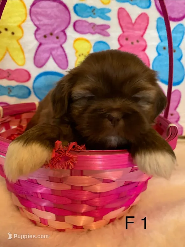 Female 1  – Shih Tzu puppy for sale in Ruby, SC