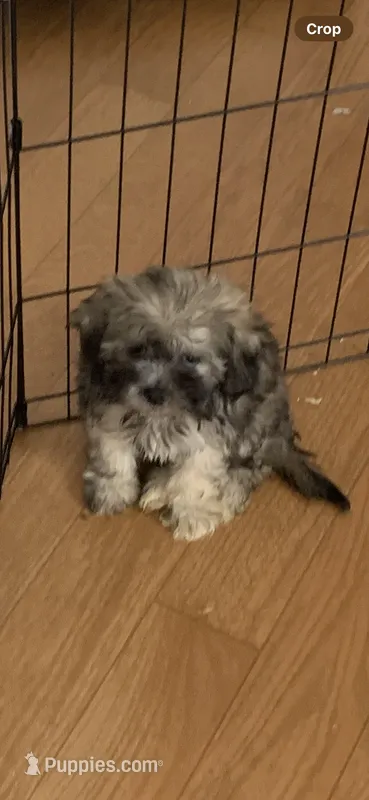 Birdie  – Shih Tzu puppy for sale in Ruby, SC
