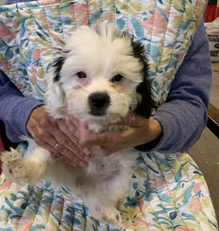 Female  – Shihpoo puppy for sale in Ruby, SC