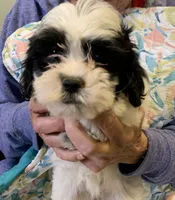 Patsy , a female Shihpoo for sale in Ruby, SC – 1 of 2