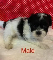 Pete, a male Shihpoo for sale in Ruby, SC – Photo 2 of 2