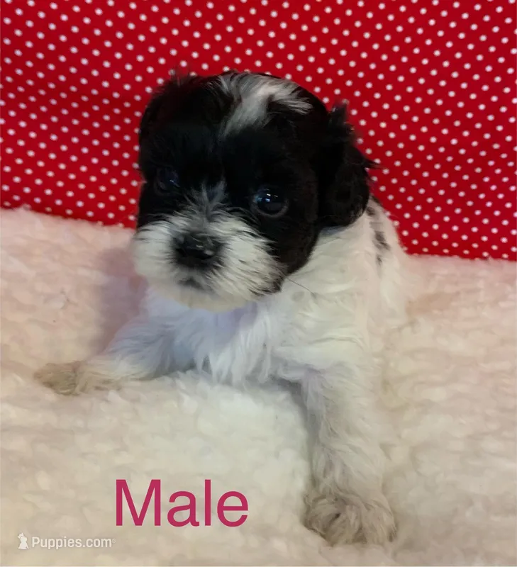 Pete, a male Shihpoo for sale in Ruby, SC – Photo 1 of 2