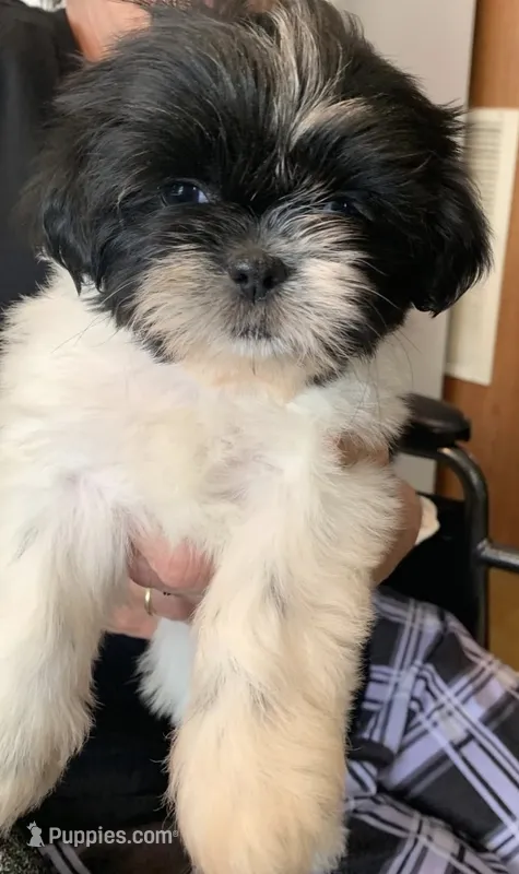 Jessie  – Shih Tzu puppy for sale in Ruby, SC