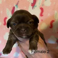 Female 2, a female Shih Tzu for sale in Ruby, SC – Photo 2 of 2