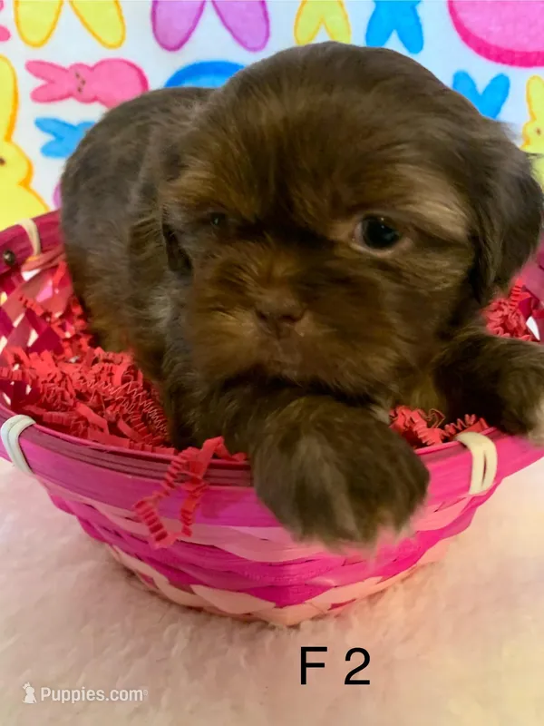 Female 2 – Shih Tzu puppy for sale in Ruby, SC