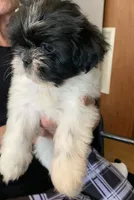 Star, a female Shih Tzu for sale in Ruby, SC – 2 of 3