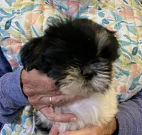 Jessie , a female Shih Tzu for sale in Ruby, SC – 1 of 1