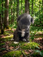 Ava , a female Shih Tzu for sale in Ruby, SC – 1 of 1