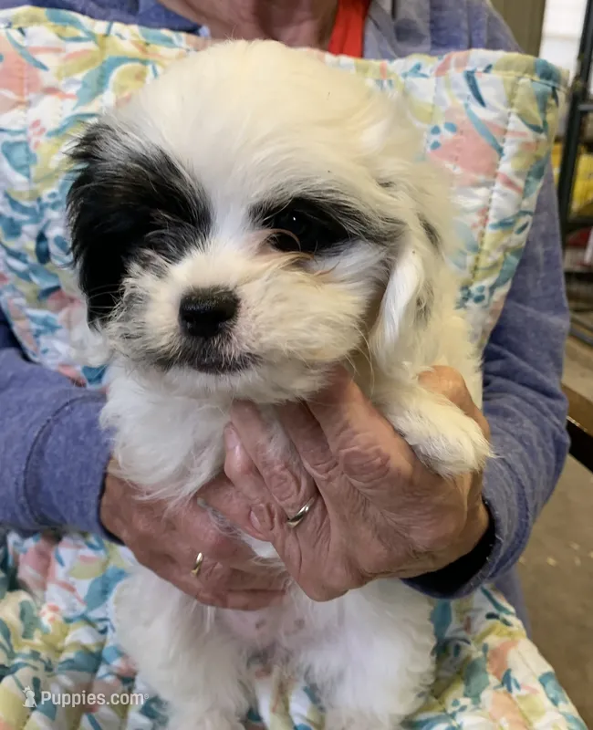 Jenny  – Shih Tzu puppy for sale in Ruby, SC