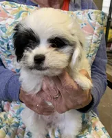Jenny , a female Shih Tzu for sale in Ruby, SC – 1 of 1