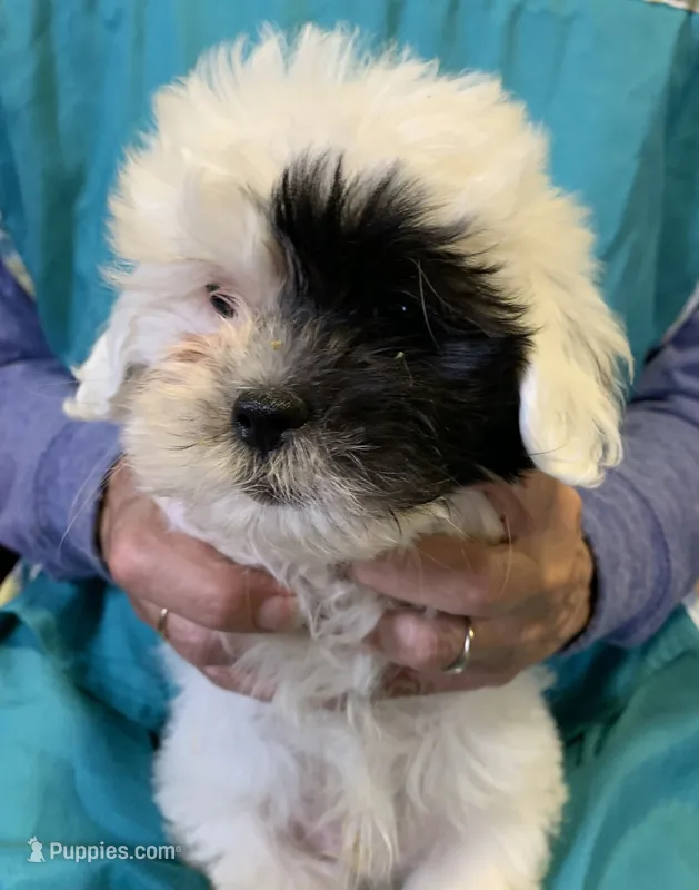 Donnie  – Shihpoo puppy for sale in Ruby, SC