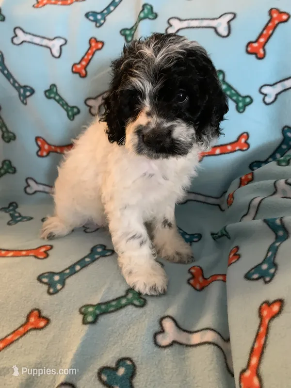 Blaze  – Cocker Spaniel, Poodle - Miniature  puppy for sale in Ruby, SC
