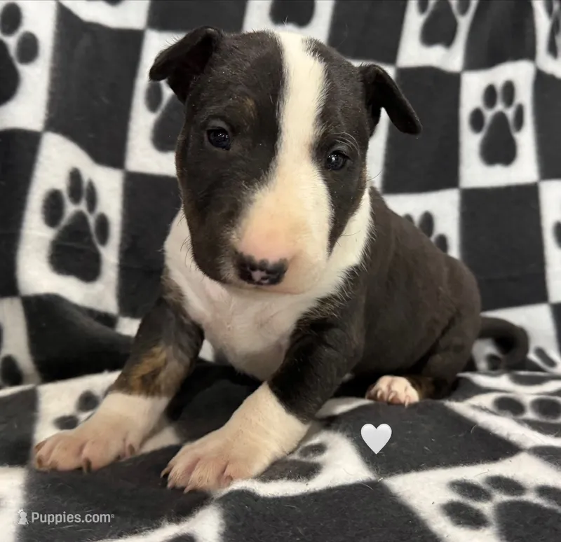 Mayko's AKC Tan Collar