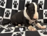 processed/306597f9-2b5f-454b-a5b6-37cba0e2797d/listing/64068f26-939a-47be-867d-50e42ca05372/2e153aa4-fab8-4cd5-b767-749d9df049b5